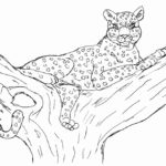 Леопард картинки раскраски (19)