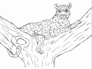Леопард картинки раскраски (19)