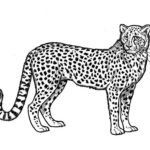 Леопард картинки раскраски (2)