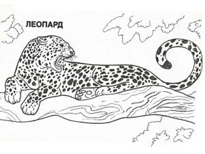 Леопард картинки раскраски (21)