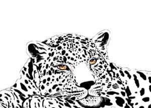 Леопард картинки раскраски (22)
