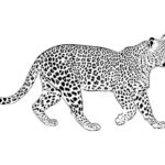Леопард картинки раскраски (23)