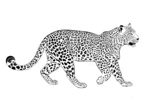 Леопард картинки раскраски (23)