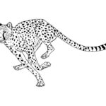 Леопард картинки раскраски (25)