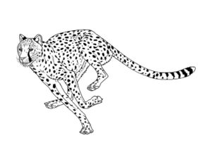 Леопард картинки раскраски (25)