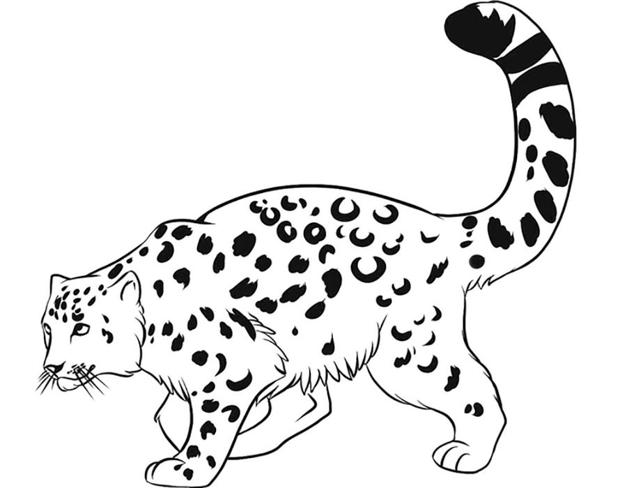 Леопард картинки раскраски (26)
