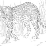 Леопард картинки раскраски (3)