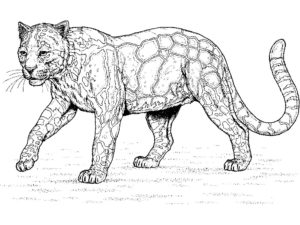 Леопард картинки раскраски (30)