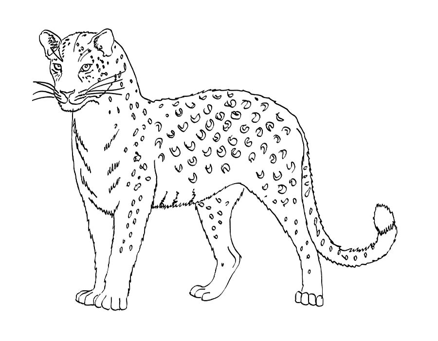 Леопард картинки раскраски (31)