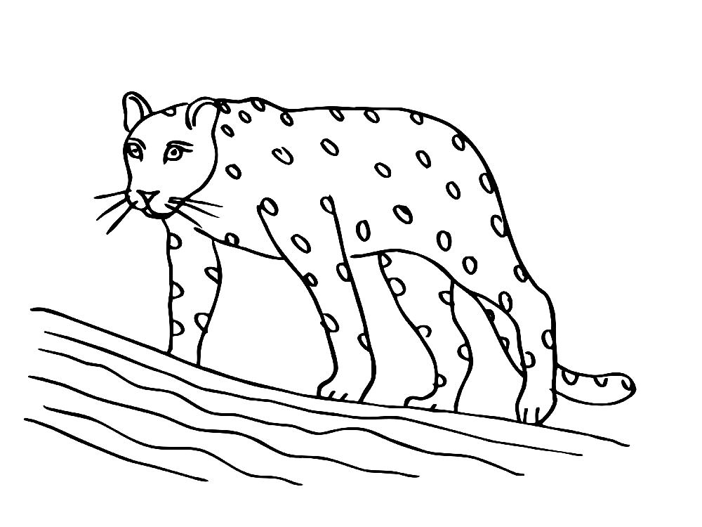 Леопард картинки раскраски (32)