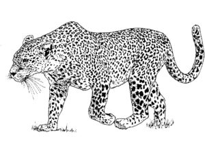 Леопард картинки раскраски (4)