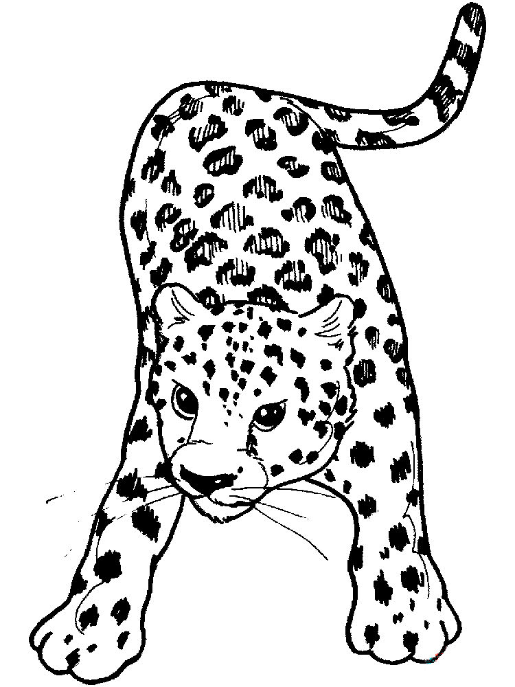 Леопард картинки раскраски (5)