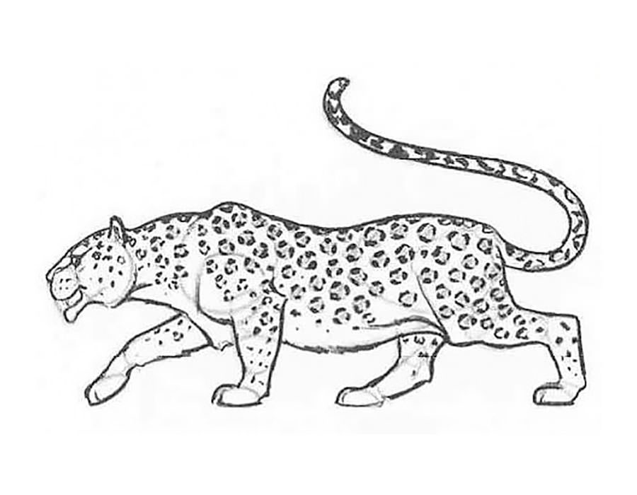 Леопард картинки раскраски (6)