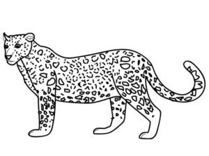 Леопард картинки раскраски (7)