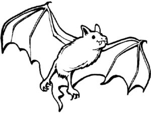Летучая мышь картинки раскраски (6)