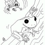 Лягушка картинки раскраски (7)