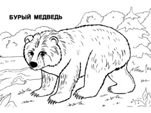 Медведи и мишки картинки раскраски (1)