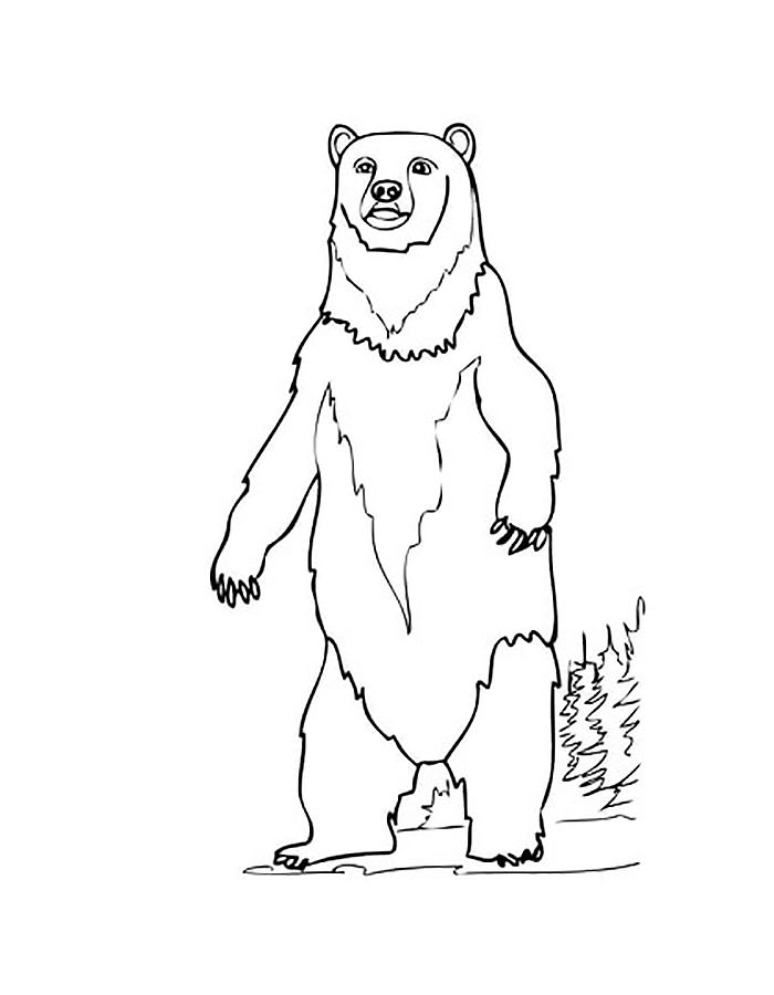 Медведи и мишки картинки раскраски (10)