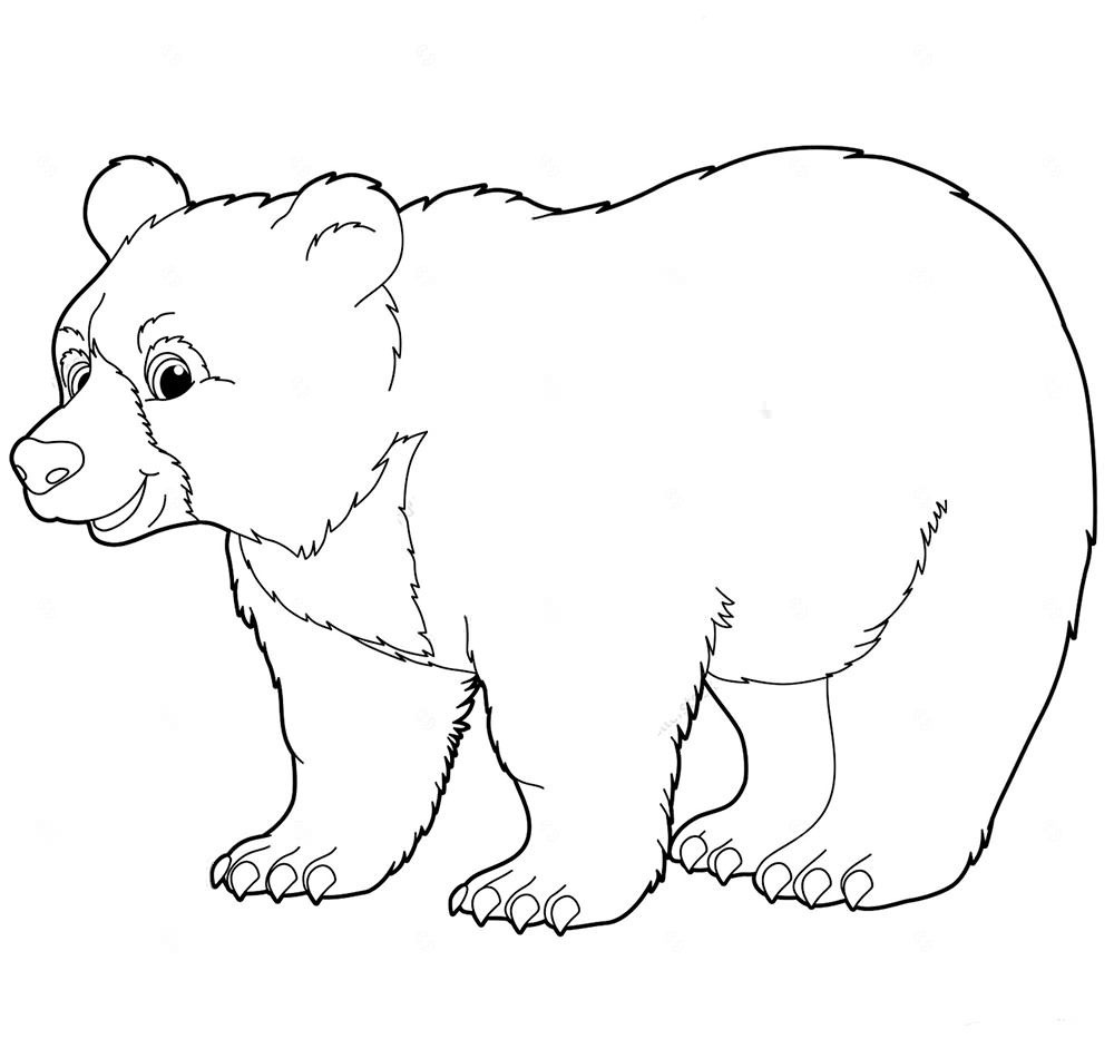 Медведи и мишки картинки раскраски (11)