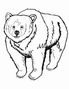 Медведи и мишки картинки раскраски (13)