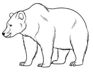 Медведи и мишки картинки раскраски (14)