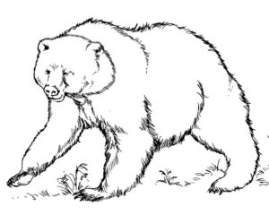 Медведи и мишки картинки раскраски (16)