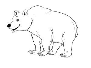 Медведи и мишки картинки раскраски (17)