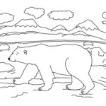 Медведи и мишки картинки раскраски (20)