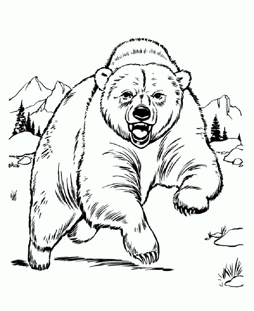 Медведи и мишки картинки раскраски (3)