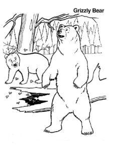 Медведи и мишки картинки раскраски (30)