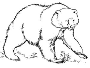 Медведи и мишки картинки раскраски (35)