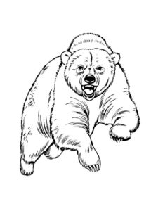 Медведи и мишки картинки раскраски (37)