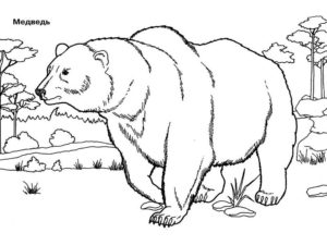 Медведи и мишки картинки раскраски (39)