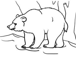 Медведи и мишки картинки раскраски (5)