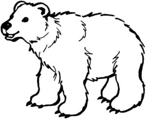 Медведи и мишки картинки раскраски (9)