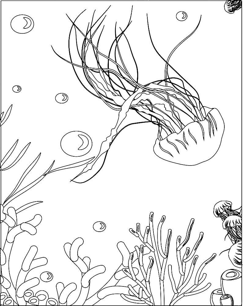 Медуза картинки раскраски (11)