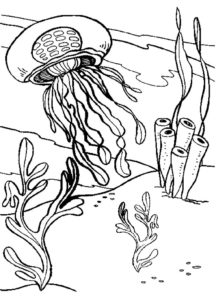 Медуза картинки раскраски (2)