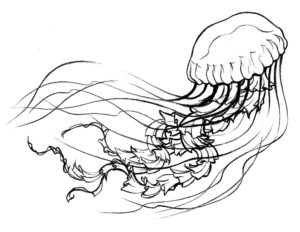 Медуза картинки раскраски (23)