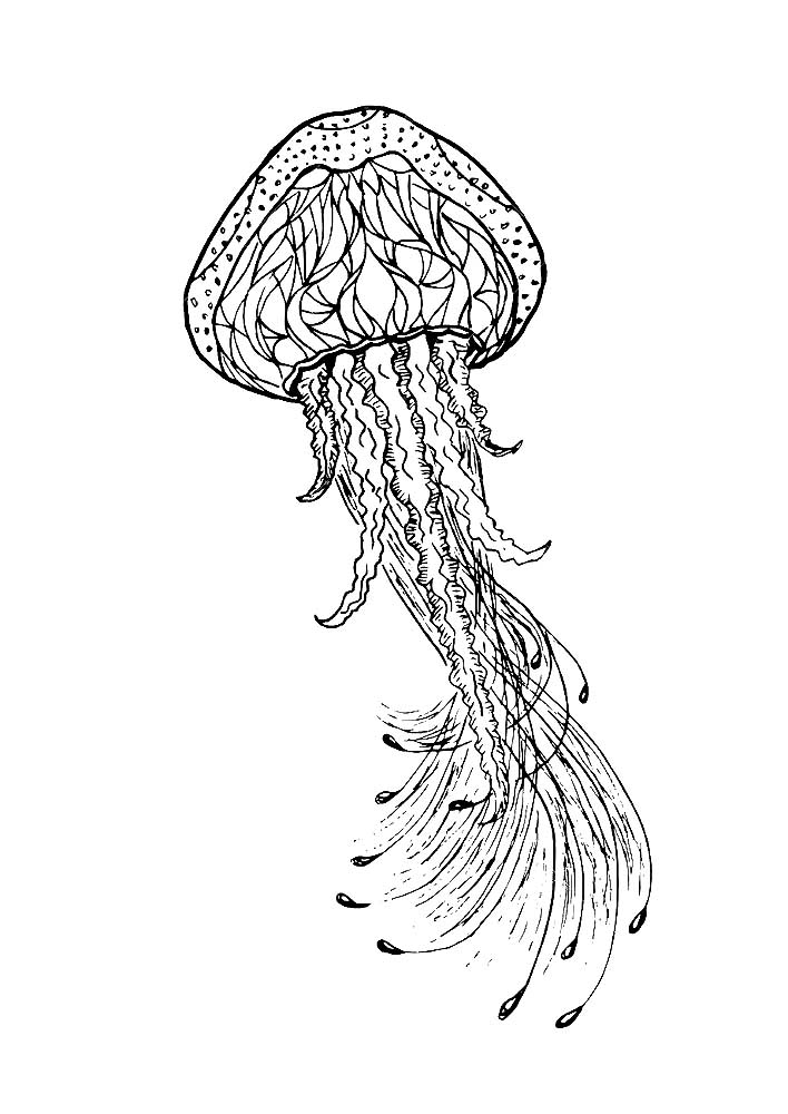 Медуза картинки раскраски (24)