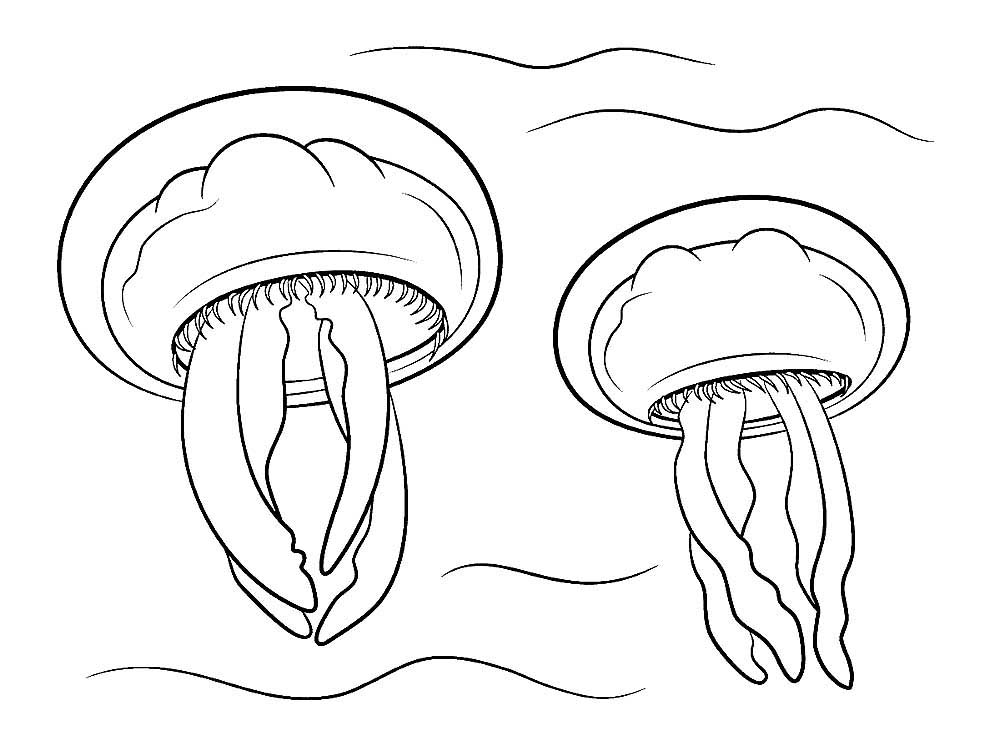 Медуза картинки раскраски (25)