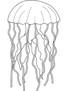 Медуза картинки раскраски (31)
