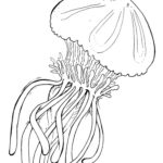 Медуза картинки раскраски (36)