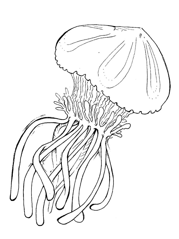 Медуза картинки раскраски (36)