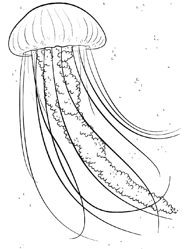 Медуза картинки раскраски (37)