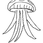 Медуза картинки раскраски (5)