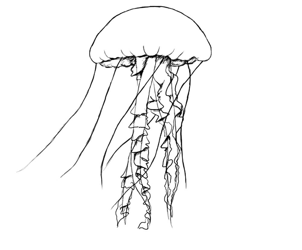 Медуза картинки раскраски (9)