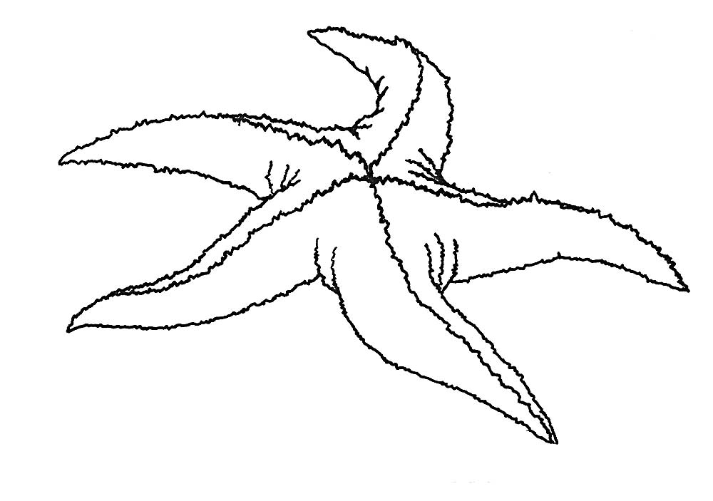 Морская звезда картинки раскраски (11)