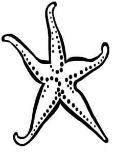 Морская звезда картинки раскраски (15)
