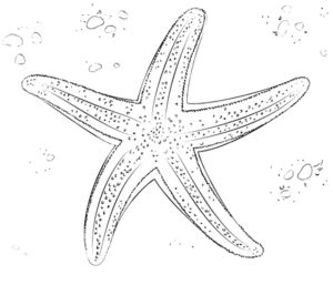 Морская звезда картинки раскраски (17)