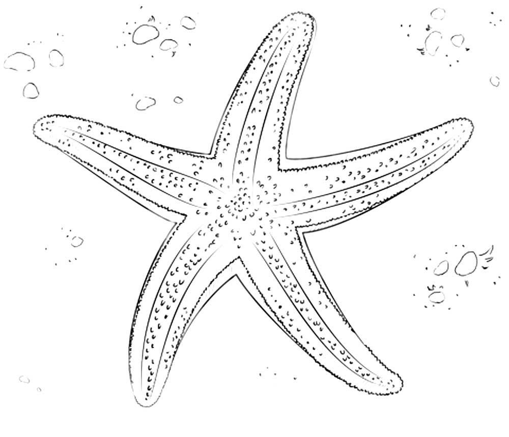 Морская звезда картинки раскраски (17)